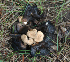 Atserophora lycoperdoides: A freshly growing cluster is shown on a well rotted Russula species